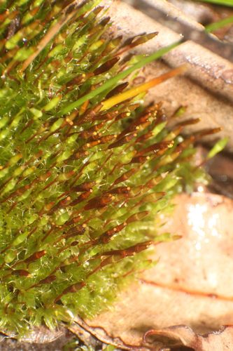 Image of Tayloria octoblepharum by (c) Em Lamond, some rights reserved (CC BY)