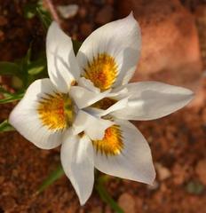 Moraea falcifolia
