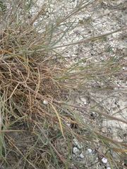 Cephalaria transsylvanica