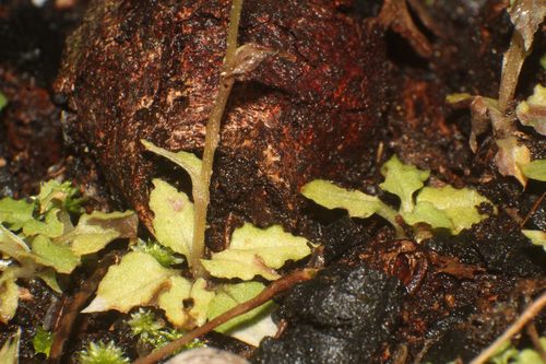 Image of Pterostylis karri by (c) Em Lamond, some rights reserved (CC BY)