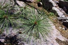 Pinus engelmannii
