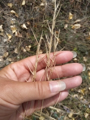 Cleistogenes squarrosa