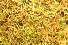 Thuidiopsis sparsa