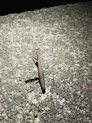 Statilia maculata