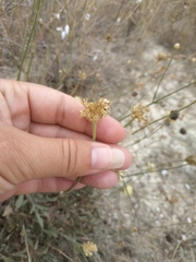 Cephalaria coriacea
