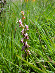 Disperis tysonii