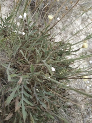 Cephalaria coriacea