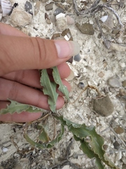 Takhtajaniantha crispa