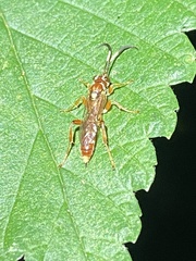 Melanichneumon