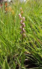 Disperis tysonii