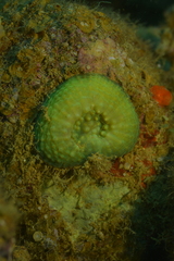 Echinomorpha nishihirai