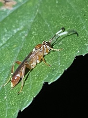 Melanichneumon