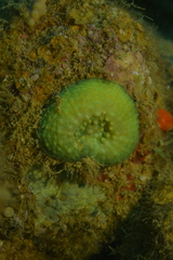 Echinomorpha nishihirai