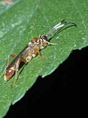 Melanichneumon