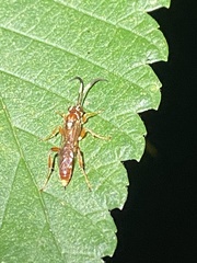 Melanichneumon