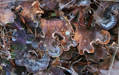 Peltigera ponojensis