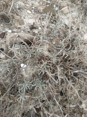 Convolvulus holosericeus