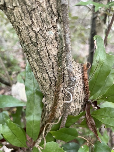 Microgramma mauritiana image