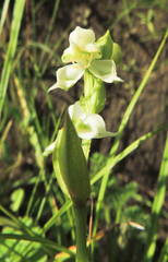 Disperis wealei
