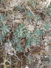 Euphorbia petrophila