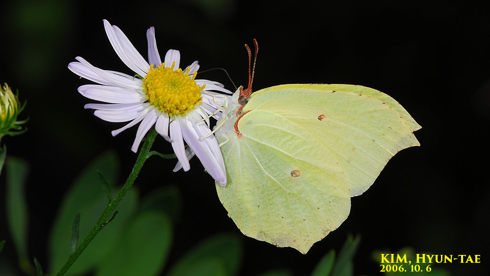 Lesser Brimstone