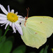 Lesser Brimstone - Photo (c) Kim, Hyun-tae, some rights reserved (CC BY), uploaded by Kim, Hyun-tae