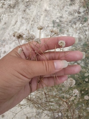 Cephalaria transsylvanica