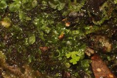 Anogramma leptophylla