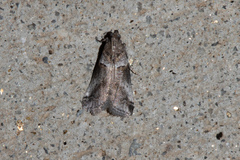 Acrobasis comptella