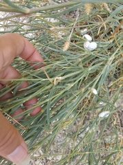 Cephalaria transsylvanica