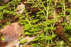 Anogramma leptophylla