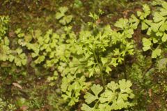 Anogramma leptophylla