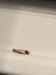 Doleromorpha porphyria