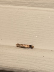 Doleromorpha porphyria