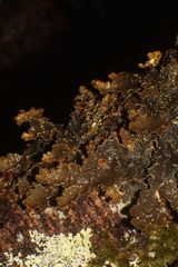 Pseudocyphellaria neglecta