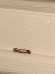 Doleromorpha porphyria