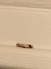 Doleromorpha porphyria