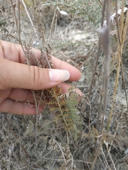 Achillea nobilis