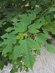 Broussonetia papyrifera