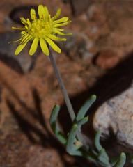 Othonninae