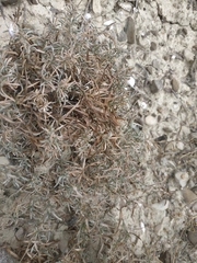 Convolvulus holosericeus
