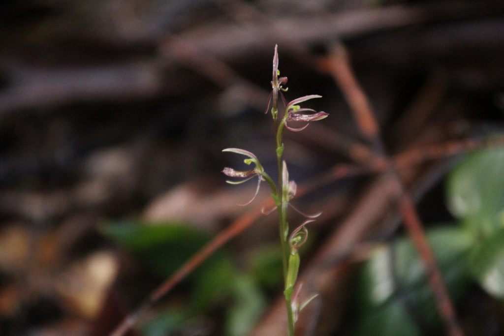 Cyrtostylis huegelii