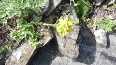 Castilleja papilionacea