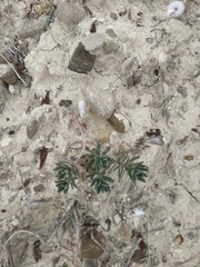 Euphorbia petrophila