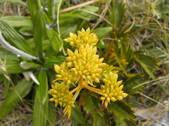 Aciphylla similis
