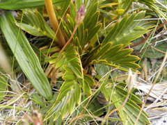 Aciphylla similis