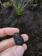 Poronia erici