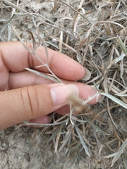 Convolvulus holosericeus