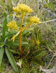 Aciphylla similis