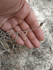 Convolvulus holosericeus